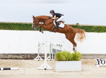 Westfale, Stute, 4 Jahre, 173 cm, Dunkelfuchs