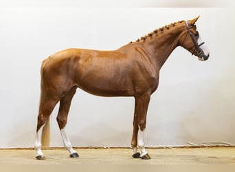 Westfale, Stute, 4 Jahre, 173 cm, Dunkelfuchs