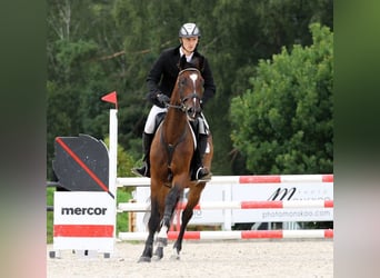 Westfale, Stute, 4 Jahre, 174 cm, Brauner