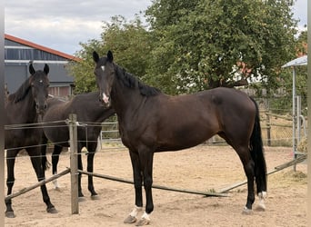 Westfale, Stute, 4 Jahre, 174 cm, Dunkelbrauner