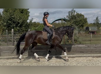 Westfale, Stute, 4 Jahre, 174 cm, Dunkelbrauner