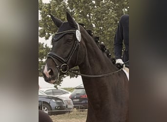 Westfale, Stute, 4 Jahre, 174 cm, Dunkelbrauner