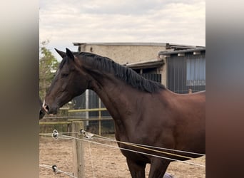 Westfale, Stute, 4 Jahre, 174 cm, Dunkelbrauner