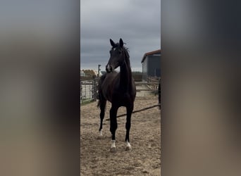 Westfale, Stute, 4 Jahre, 174 cm, Dunkelbrauner