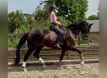 Westfale, Stute, 4 Jahre, 174 cm, Dunkelbrauner