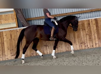 Westfale, Stute, 4 Jahre, 174 cm, Dunkelbrauner