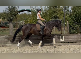 Westfale, Stute, 4 Jahre, 174 cm, Dunkelbrauner