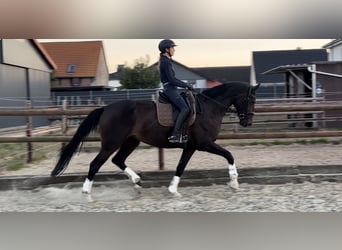 Westfale, Stute, 4 Jahre, 174 cm, Dunkelbrauner