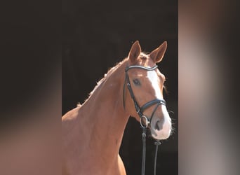 Westfale, Stute, 4 Jahre, 175 cm, Fuchs