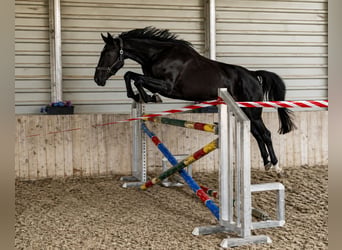 Westfale, Stute, 4 Jahre, 175 cm, Rappe