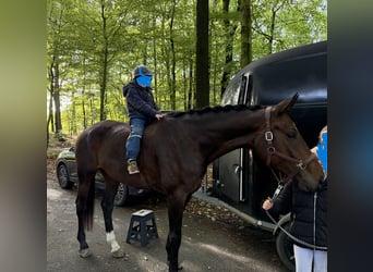Westfale, Stute, 4 Jahre, 176 cm, Brauner