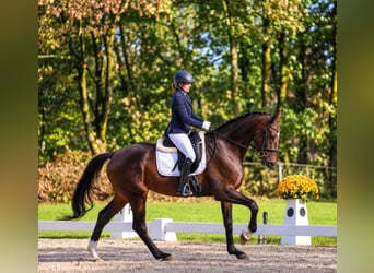 Westfale, Stute, 4 Jahre, 176 cm, Brauner