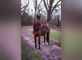 Westfale, Stute, 4 Jahre, 176 cm, Brauner