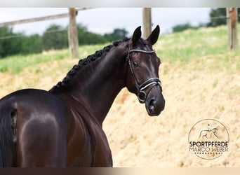 Westfale, Stute, 4 Jahre, 177 cm, Rappe