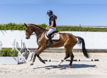 Westfale, Stute, 4 Jahre, 178 cm