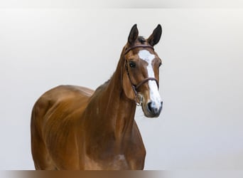 Westfale, Stute, 4 Jahre, 178 cm