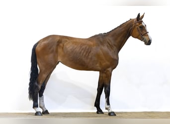 Westfale, Stute, 4 Jahre, 178 cm