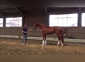 Westfale, Stute, 4 Jahre, 179 cm, Fuchs