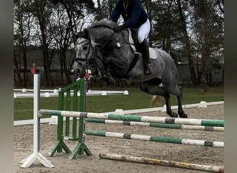 Westfale, Stute, 4 Jahre, Apfelschimmel