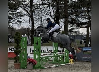 Westfale, Stute, 4 Jahre, Apfelschimmel