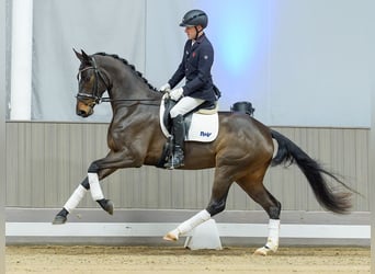 Westfale, Stute, 4 Jahre, Brauner