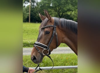 Westfale, Stute, 4 Jahre, Brauner