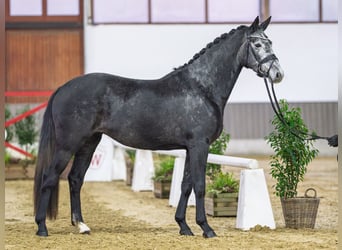 Westfale, Stute, 4 Jahre