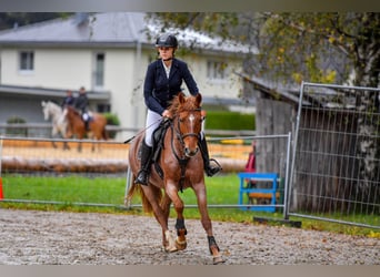 Westfale, Stute, 5 Jahre, 154 cm, Roan-Red