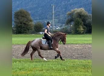 Westfale, Stute, 5 Jahre, 154 cm, Roan-Red