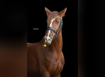 Westfale, Stute, 5 Jahre, 155 cm, Fuchs
