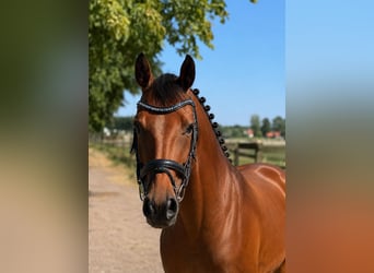 Westfale, Stute, 5 Jahre, 158 cm, Brauner