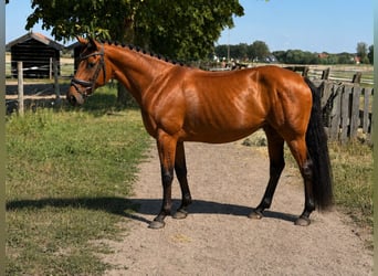 Westfale, Stute, 5 Jahre, 158 cm, Brauner