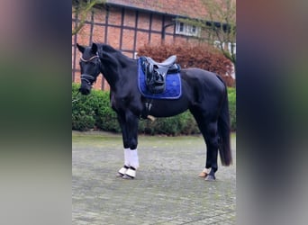 Westfale, Stute, 5 Jahre, 158 cm, Rappe