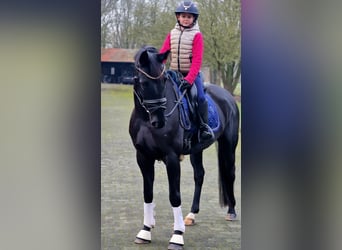 Westfale, Stute, 5 Jahre, 158 cm, Rappe