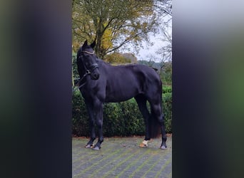 Westfale, Stute, 5 Jahre, 158 cm, Rappe