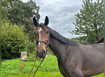 Westfale, Stute, 5 Jahre, 160 cm, Dunkelbrauner
