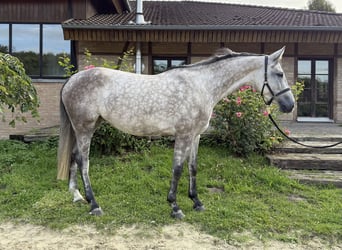 Westfale, Stute, 5 Jahre, 160 cm, Schimmel