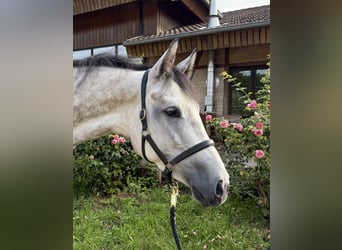 Westfale, Stute, 5 Jahre, 160 cm, Schimmel