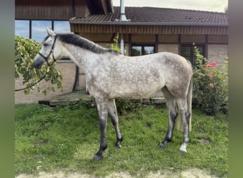 Westfale, Stute, 5 Jahre, 160 cm, Schimmel