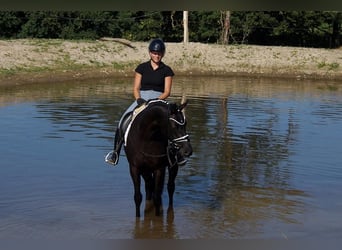 Westfale, Stute, 5 Jahre, 161 cm, Rappe