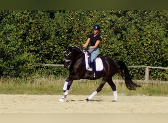 Westfale, Stute, 5 Jahre, 161 cm, Rappe