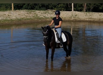Westfale, Stute, 5 Jahre, 161 cm, Rappe