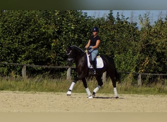 Westfale, Stute, 5 Jahre, 161 cm, Rappe