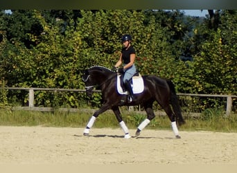 Westfale, Stute, 5 Jahre, 161 cm, Rappe