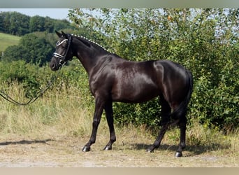 Westfale, Stute, 5 Jahre, 161 cm, Rappe