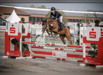 Westfale, Stute, 5 Jahre, 162 cm, Brauner