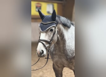 Westfale, Stute, 5 Jahre, 162 cm