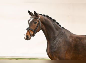 Westfale, Stute, 5 Jahre, 163 cm, Brauner