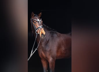 Westfale, Stute, 5 Jahre, 163 cm, Brauner