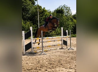 Westfale, Stute, 5 Jahre, 163 cm, Brauner
